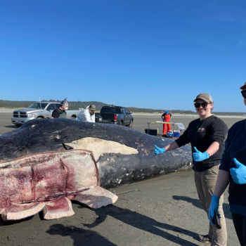 Beached Whale