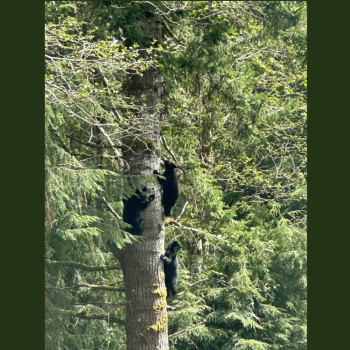 Bear Cubs