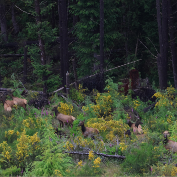 Heard of Elk