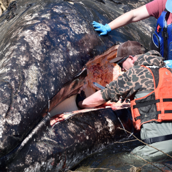 Processing Whale