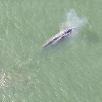 Whale