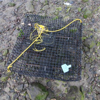 An example of trapping devices used to potentially trap European Green Crabs