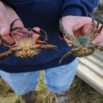 Male and female European Green Crabs