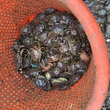 Pot of European Green Crabs removed from our waters