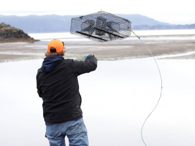 Richard Ashley, part of the Shoalwater Bay Indian Tribe’s Department of Natural Resources, resets a crab trap as members of the department remove of European green crabs on Jan. 26. (Michael S. Lockett / The Daily World)